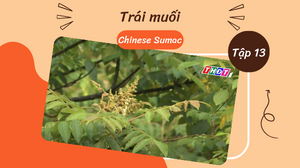 Ký sự Khám phá gia vị Việt I Trái muối - Chinese Sumac I Tập 13
