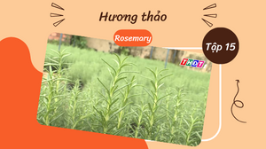 Ký sự Khám phá gia vị Việt I Hương thảo - Rosemary I Tập 15